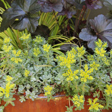 Container Garden
