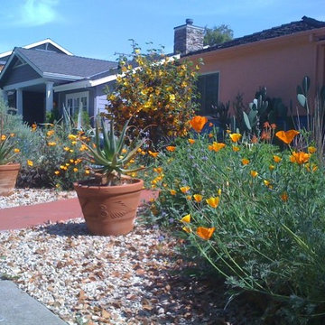 Cacti & Succulent Collector's Garden
