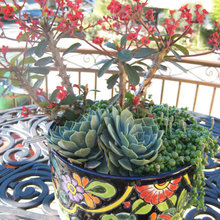 Plants/Flowers