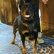 Photo de Kaio Rottweiler