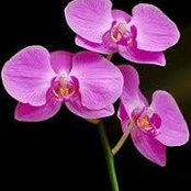 Wendy McManus's photo