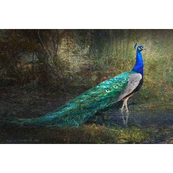 "Jungle Stream Peacock" Print on Canvas by Chris Vest