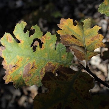 Identifying Oak Wilt and Tree Diseases