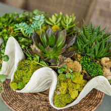 plants and flowers