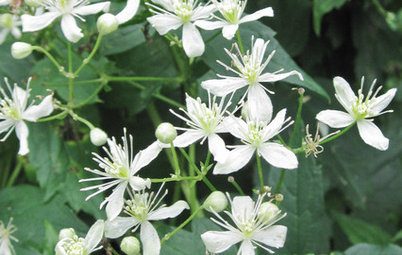 Great Design Plant: Clematis Virginiana