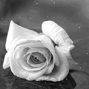 Laura Ancira's photo