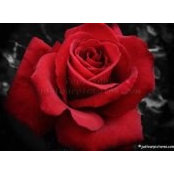 Foto de Pooja Nihal_S
