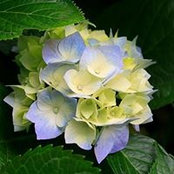 Anna Kosiorowski's photo