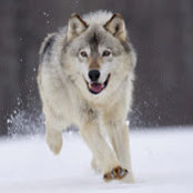 Mal Dog's photo