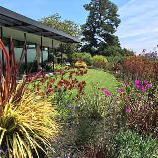 サンフランシスコの中サイズの、冬のミッドセンチュリースタイルのおしゃれな前庭 (日向、マルチング舗装) の写真