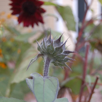 Vegetable Garden