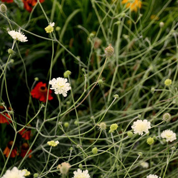 moderne Vorgartengestaltung mit insektenfreundlicher Bepflanzung