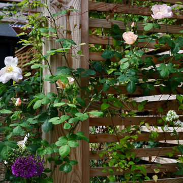 Climbers softening the privacy screen