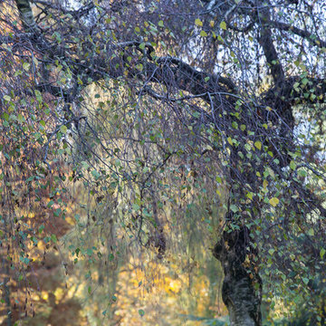 Betula pendula 'Youngii'