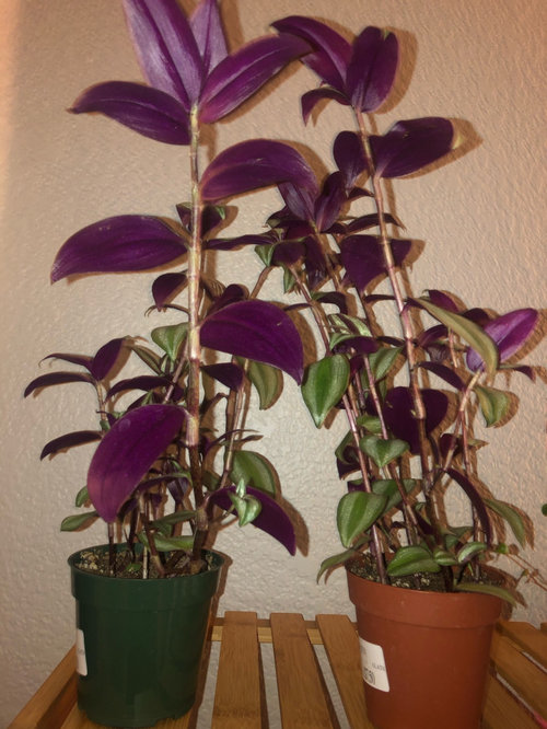 why are my inch plants sticking straight upwards