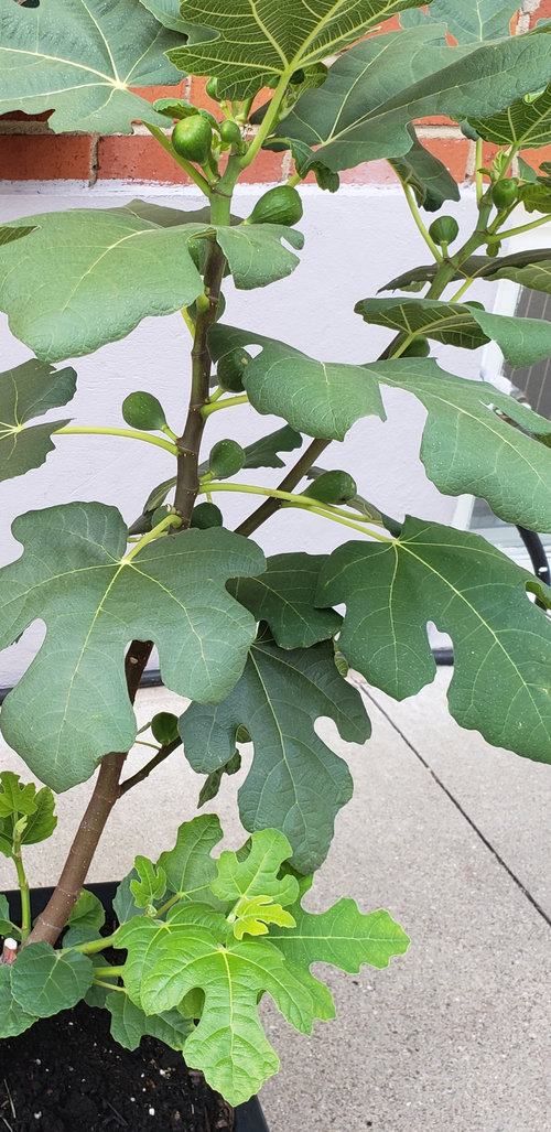 strawberry verte fig cuttings 3 pcs