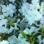 Clara Tatum's photo