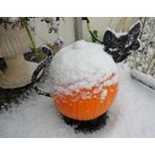 Dawn Schutte's photo