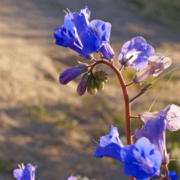 Desert Canterbury Bells (Phacelia Campanularia)