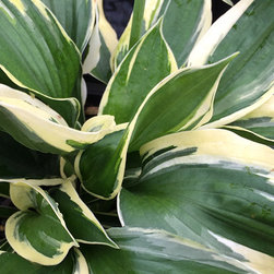 Current Featured Plants - Products