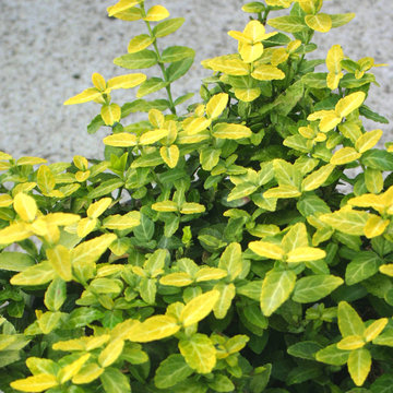 Goldy™ Euonymus