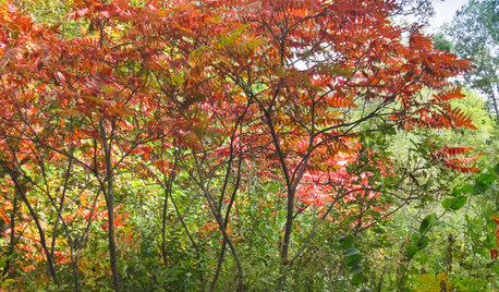 Rhus Hirta Provides Brilliant Foliage Color in Autumn