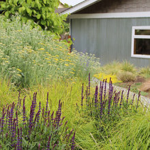 Exteriors / front yard ideas
