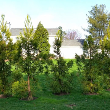 Planting