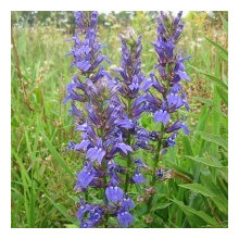Rain Garden