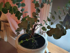 Why is my eucalyptus drying out? | Houzz Forum