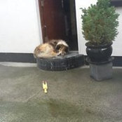 Foto von Audrey Howard