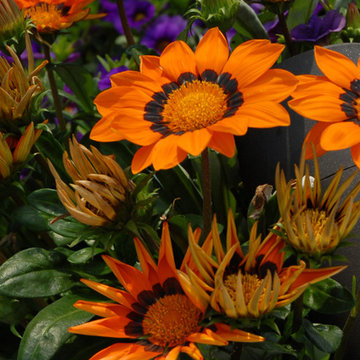 Annual Gardens and Containers