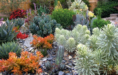 A Beginner’s Guide to Growing Succulents