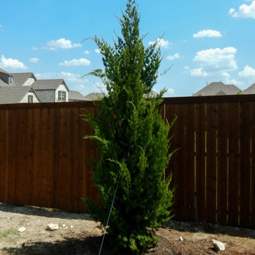 Evergreen Trees & Shrubs