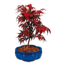 Bonsai Trees For sale - Plants