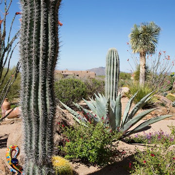 Phoenix Home & Garden - NATURALISTIC DESERT GARDEN