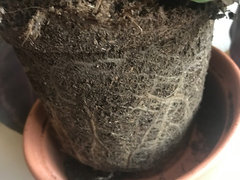 Help!! Overwatered Calathea Medallion | Houzz Forum