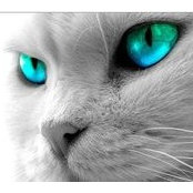 Julie Perreault's photo