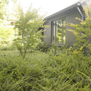 Natural screening + buffer between entry garden + sidewalk