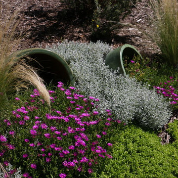 Purple Ice Plant