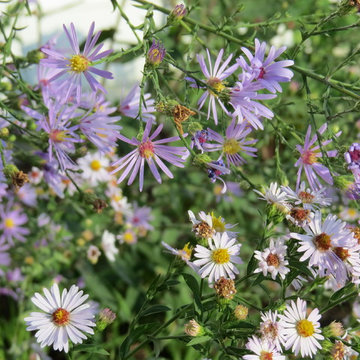 Formal Gardens with Native Plants