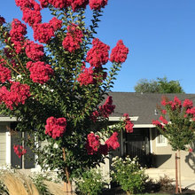 Front Yard Remodel
