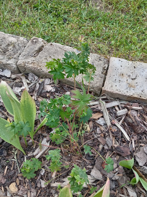 What is wrong with my geraniums and what should I do?