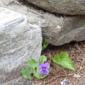 Jean Resnevic's photo