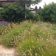 Grasses & Grass-like Plants