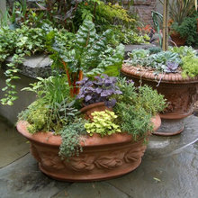 herbs and succulents