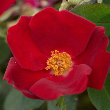 Home Run® rose