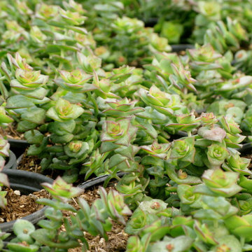 crassua perforata