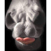 Rell Griffs foto