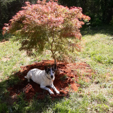 Pet friendly landscape